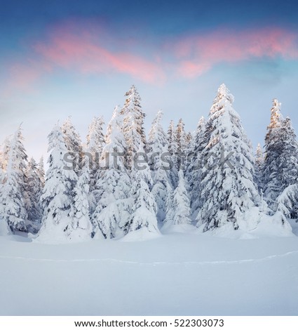 Marvelous winter sunrise in Carpathian mountains with snow cowered fit trees. Colorful outdoor scene, Happy New Year celebration concept. Artistic style post processed photo.