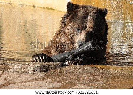 Grizzly Bear in Water at Zoo with Black Tube
