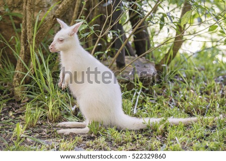 Closeup of a Red-necked Wallaby white albino, kangaroo  and background blur beautiful garden. (lens blur effect)