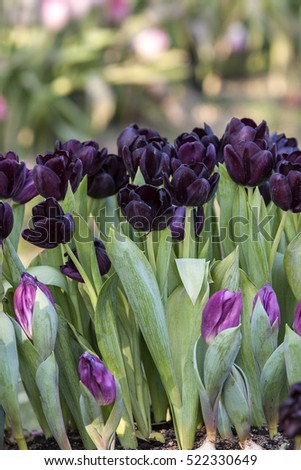 Tulip. beautiful bouquet of tulips. colorful tulips. tulips in sping,colourful tulip. 
