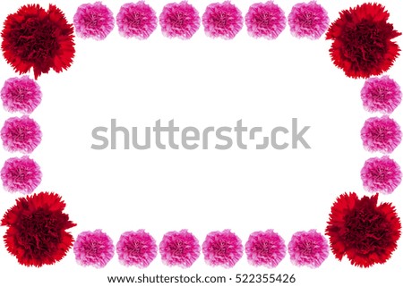 Beautiful red and pink carnation on white background.