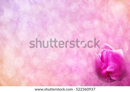Spring blossoming tulip background, selective focus, shallow DOF, toned, light and heart bokeh background, pastel and soft card