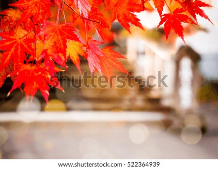 Red japanese maple leaves background  with light  blur effect.
