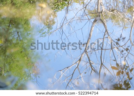 Water reflection of Dry twigs , blur background