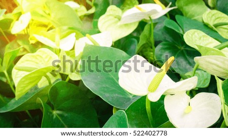Many flowers of Anthurium white close up