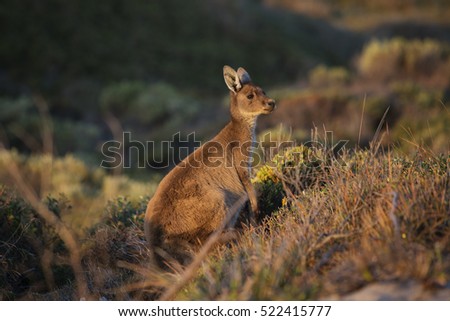 Kangaroo alert at sunset