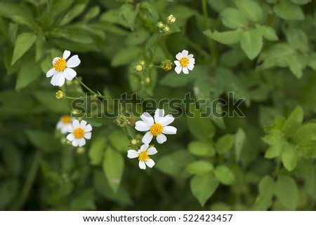 White Bidens Pilosa Flowers