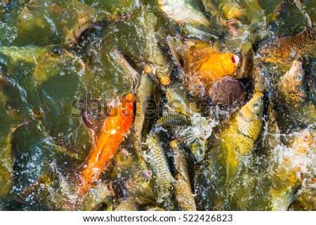 Group of fish in lake, Thailand