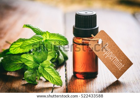 Peppermint essential oil and fresh twig on wooden background.Tag with text peppermint Royalty-Free Stock Photo #522433588