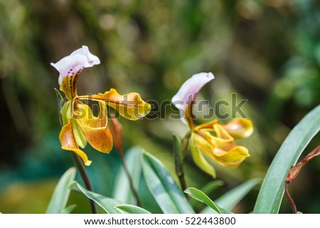 Paphiopedilum,closeup image orchid from nature farm