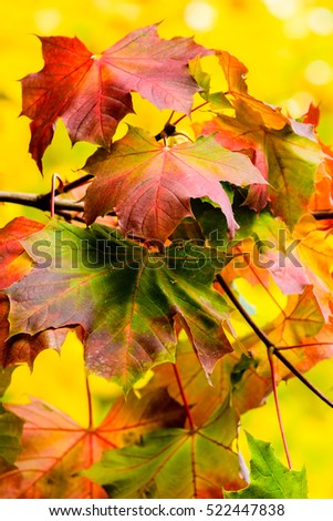 Floral colorful image of autumn leaves on a maple tree in yellow, red, orange,green on yellow background on a sunny bright day in intense colors