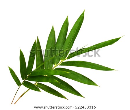 Bamboo leaves, isolated on white background. Fresh, green bamboo-leaves, zen-like. Single object with clipping path. Royalty-Free Stock Photo #522453316