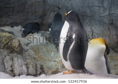 happy penguins play in the snow in zoo
