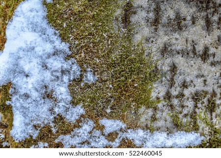 The trunk of the tree in the snow as a frame, background