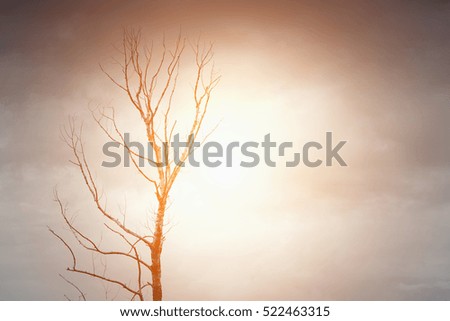 Single tree without leaves on a sky background at sunset or sunrise