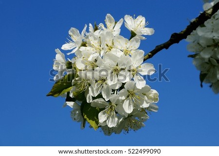 beautifully blossoming sweet cherry branch against the background of the clear blue sky