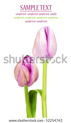 Pink tulips in a row on a pure white background with space for text