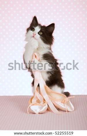 Cute Norwegian Forest Cat kitten with ballet shoes on pink background