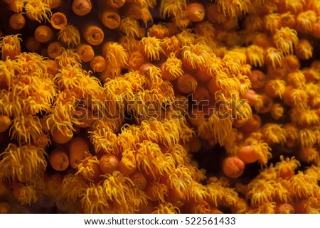 Orange cup coral (Tubastraea coccinea).