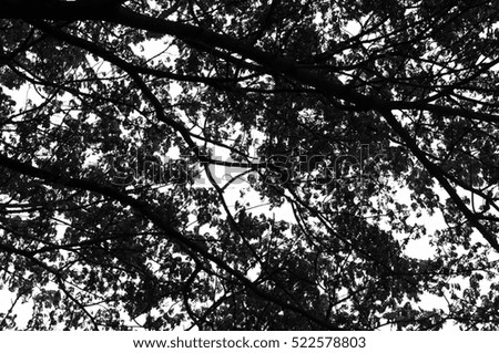 blurry tree in the forest.background,black and white