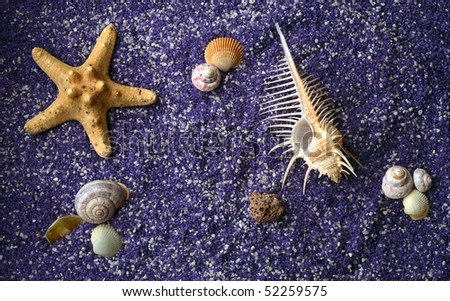 sea shell and starfishes on lilac sand