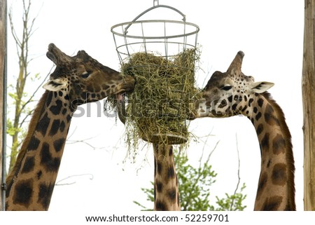 photo of two wild giraffe in the park