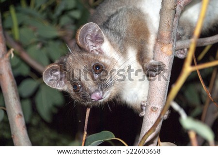 Australian ring tail possum in a tree at night