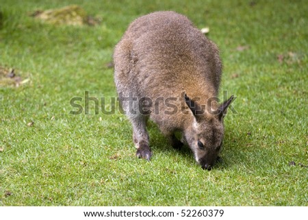 photo of a cute wild Kangaroo in the park