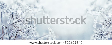 Some frozen beautiful aise-weed plants covered with icicles. Winter background. Free space for text. Selective focus. Shallow depth of field. Toned. Royalty-Free Stock Photo #522629842