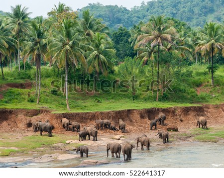 PINNAWALA, SRI LANKA - NOV 2010: Group the elephants by the river against the backdrop of rainforest and palm trees