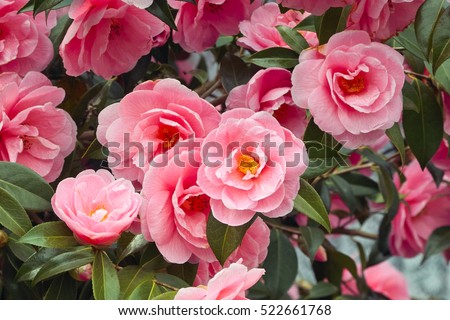 Beautiful vibrant pink Japanese Camellia flowers of (Camelia japonica)
 Royalty-Free Stock Photo #522661768