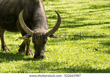 Buffalo in rubber plantation,rubber plantation lifes, Rubber plantation Background, Rubber trees in Thailand.(green background), Buffalo crowd