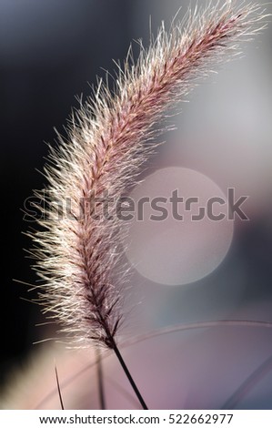 Soft focus of Grass with a beautiful backdrop