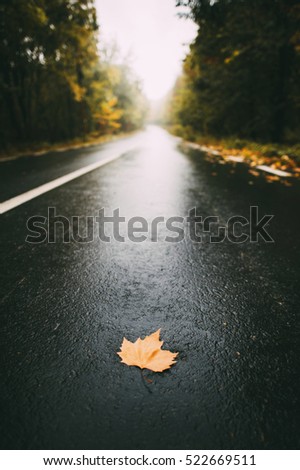 Autumn leaf on an empty road