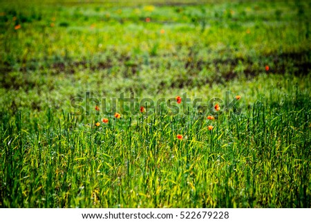 sunny meadow with flowers and green grass in summer at countryside