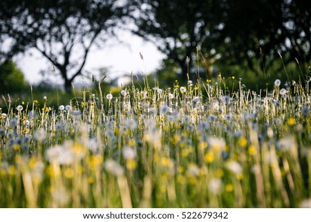 sunny meadow with dandelions and green grass in summer at countryside