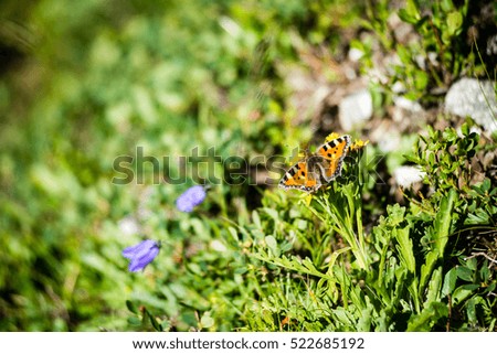 sunny meadow with flowers and butterfly in summer at countryside