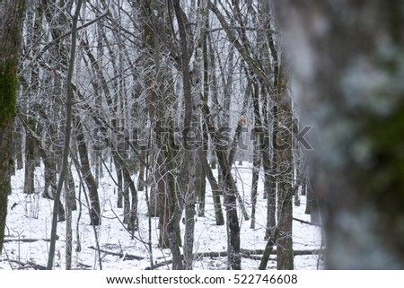 Landscape snow trees dense forest in winter