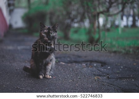 Cat sitting und beside bushes