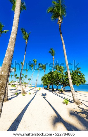 Beautiful tropical landscape of the Atlantic Ocean palm trees against the sky. Palm Ocean Sky