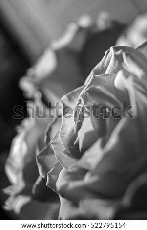 Black and white picture of a closeup of roses