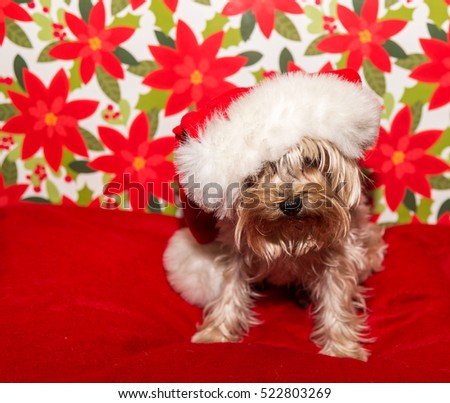 Yorkie dog not happy about posing for Christmas picture