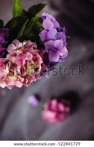 Tender picture of soft hydrangeas colored in violet and pink tones