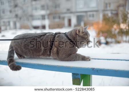Scottish  cat for a walk in the winter!