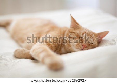 Sleeping ginger tomcat - perfect dream Royalty-Free Stock Photo #522862927