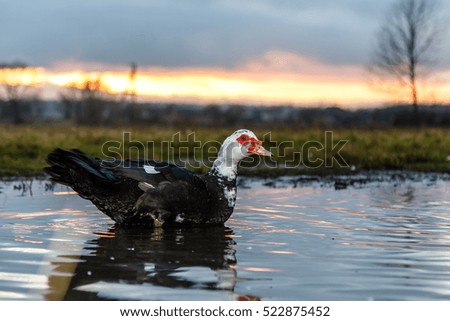 duck swims in a pool at sunset
