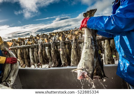 Workers on the wooden stockfish rack, Svolvær, Lofoten, Austvågøy island, Nordland, Norway