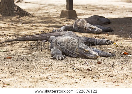 Komodo Dragon in Komodo national park 