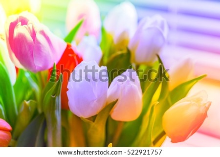 Colorful tulip flower bouquet in vase against window blind. Top view at bunch of fresh tulips, for wedding blog, mothers day gift, valentines love card. Image with rainbow colors filter effect