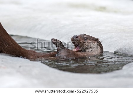 Eurasian otter, lutra lutra, Czech republic, Europe